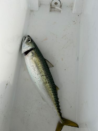 サバの釣果