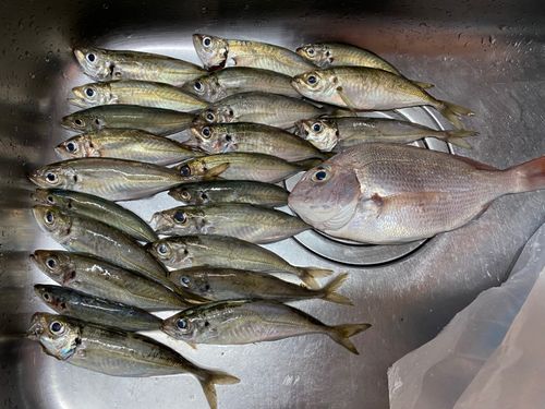 アジの釣果