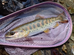 ヤマメの釣果