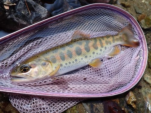 ヤマメの釣果
