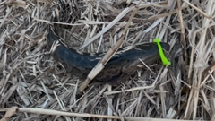 ライギョの釣果