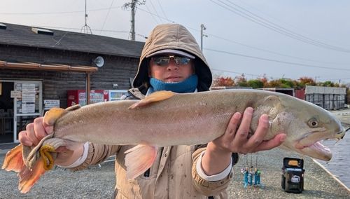イトウの釣果