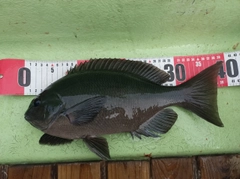 クロの釣果