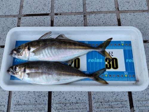 アジの釣果