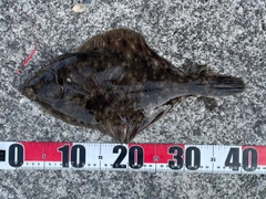 マコガレイの釣果