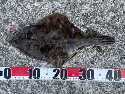マコガレイの釣果