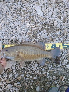 スモールマウスバスの釣果