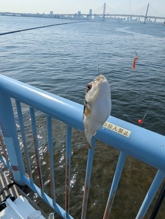 アナゴの釣果