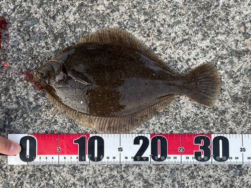マコガレイの釣果