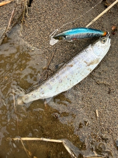 ヤマメの釣果