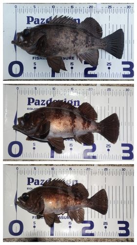 メバルの釣果