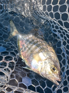 カイワリの釣果