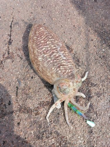 コウイカの釣果