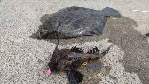 クロガシラガレイの釣果