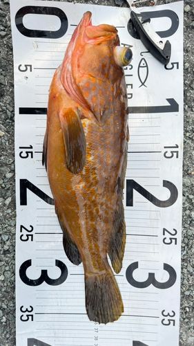 アコウの釣果