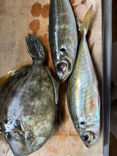 カワハギの釣果