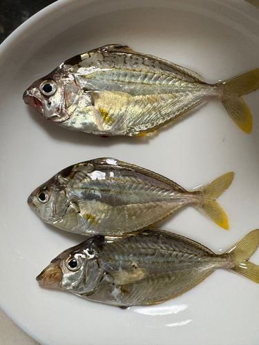 ヒイラギの釣果