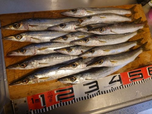 アカカマスの釣果