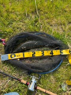 ライギョの釣果