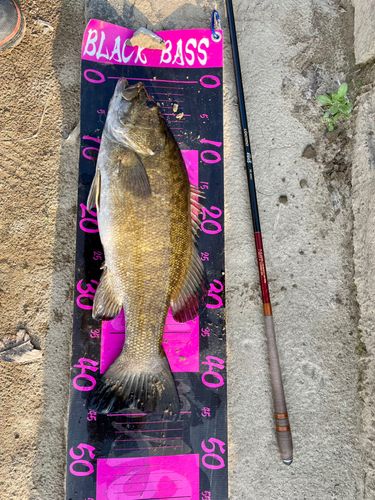 スモールマウスバスの釣果