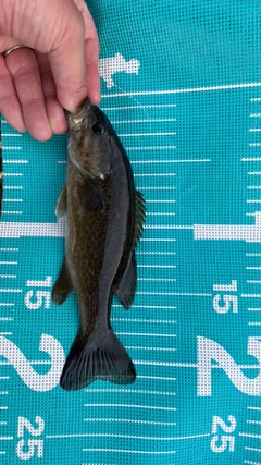 スモールマウスバスの釣果