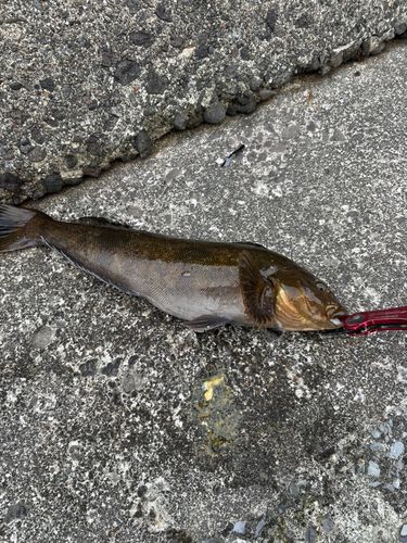 アイナメの釣果