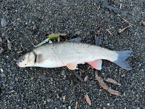 ウグイの釣果