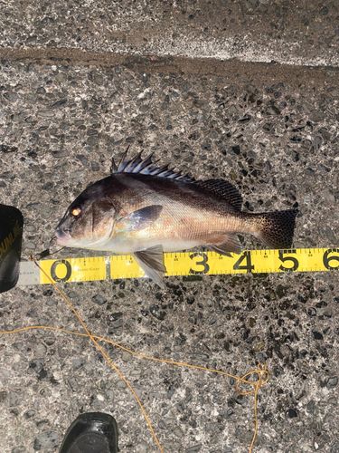 コショウダイの釣果