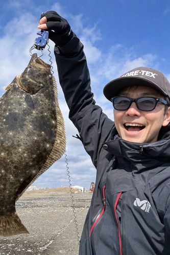 ヒラメの釣果