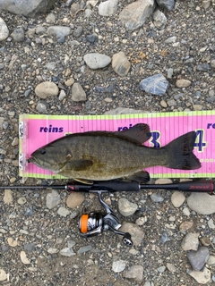 スモールマウスバスの釣果