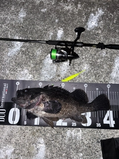 クロソイの釣果