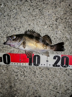 アオメバルの釣果