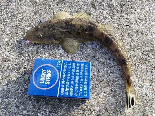 マゴチの釣果
