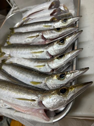 アカカマスの釣果