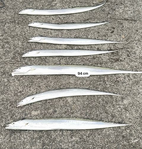 タチウオの釣果