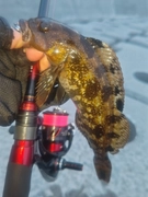 アイナメの釣果