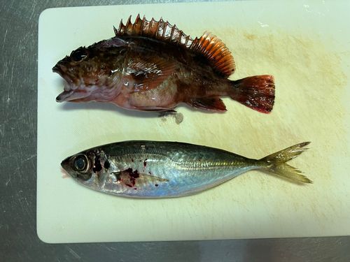アジの釣果