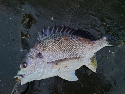 キビレの釣果