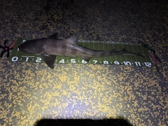 ドチザメの釣果