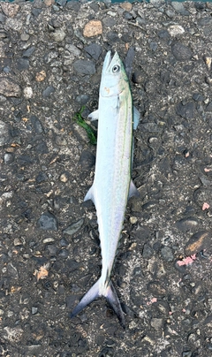 サゴシの釣果