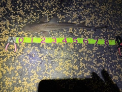 ホシザメの釣果