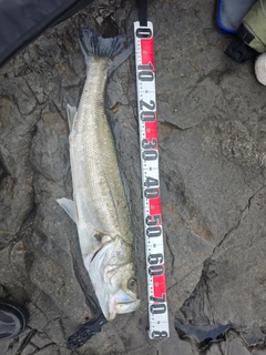 シマスズキの釣果