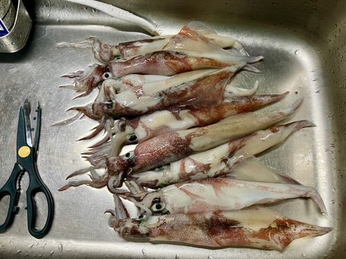ヤリイカの釣果
