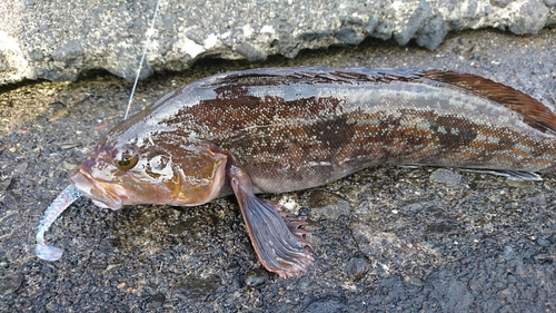 アイナメの釣果