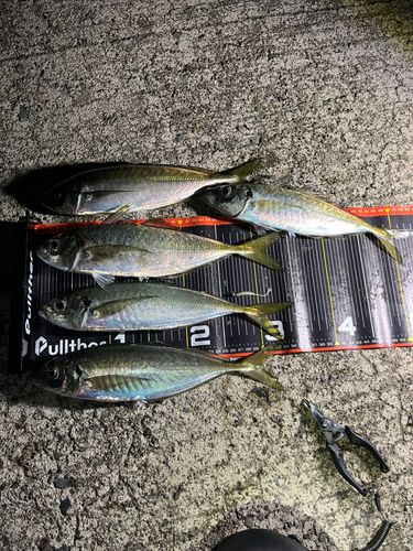アジの釣果