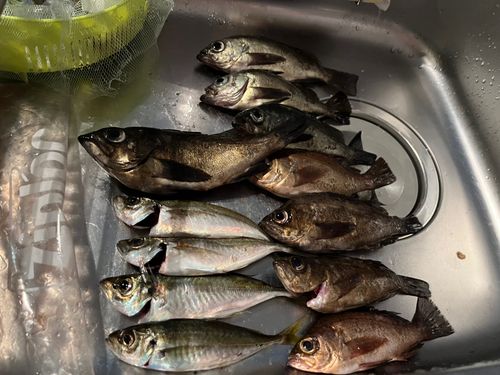 メバルの釣果