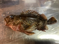 アラカブの釣果