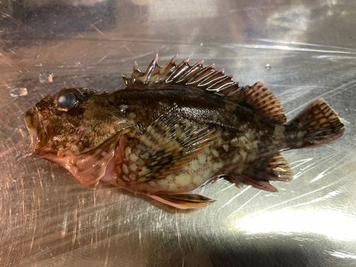 アラカブの釣果