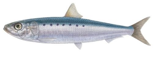 イワシの釣果