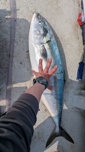 ブリの釣果